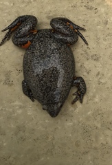 Elachistocleis pearsei