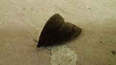 Dysschema leucophaea