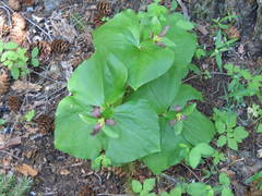Trillium ovatum ovatum