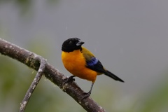 Anisognathus notabilis