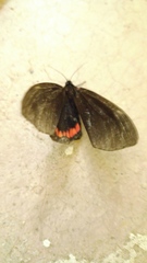 Dysschema leucophaea