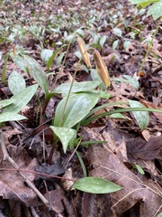 Erythronium rostratum