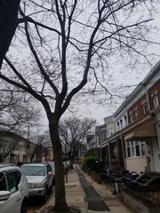 Styphnolobium japonicum