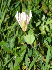 Trifolium clypeatum
