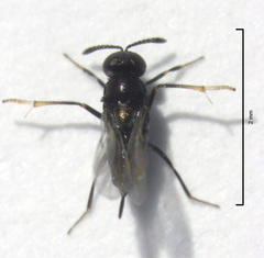 Coccidoctonus dubius