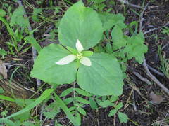 Trillium albidum