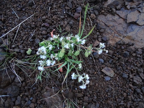 Reseda minoica (Reseda minoica)