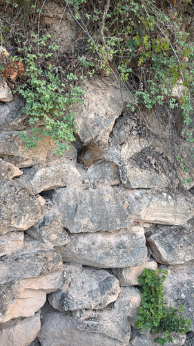 Rock Squirrel observed by rsvincent