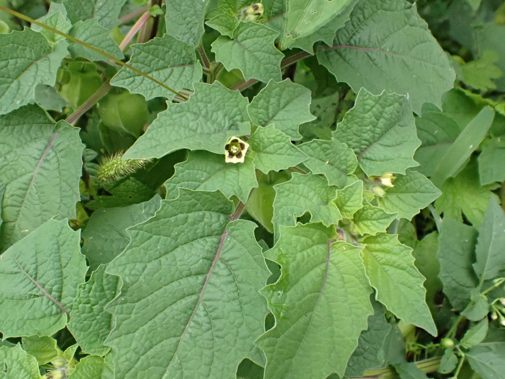 Physalis grisea; photograph (c) Bob, some rights reserved (CC BY)