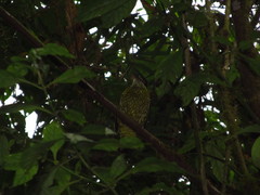 Ampelioides tschudii