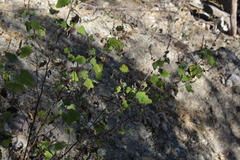 Ambrosia cordifolia