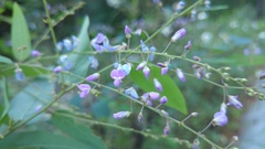 Desmodium psilophyllum