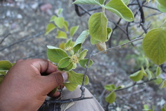 Nahuatlea magna