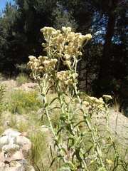 Pseudognaphalium cheiranthifolium