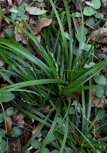 Carex cryptostachys observed 2026-04-18