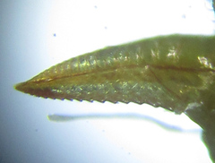 Pristiphora punctifrons