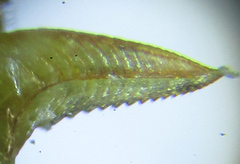 Pristiphora punctifrons