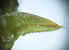 Pristiphora punctifrons