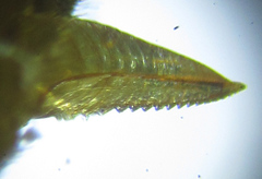 Pristiphora punctifrons