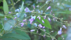 Desmodium psilophyllum