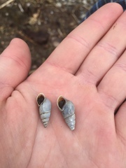 Bithynia tentaculata