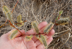 Salix irrorata