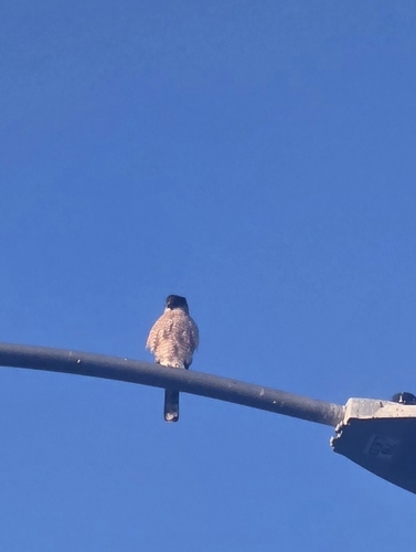 Cooper's Hawk observed by plynng