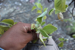 Nahuatlea magna