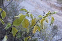 Nahuatlea magna