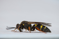 Argogorytes mystaceus