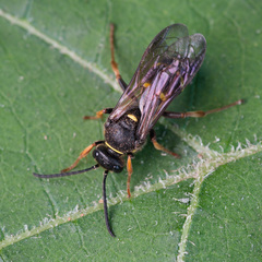 Argogorytes mystaceus