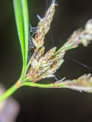 Fimbristylis