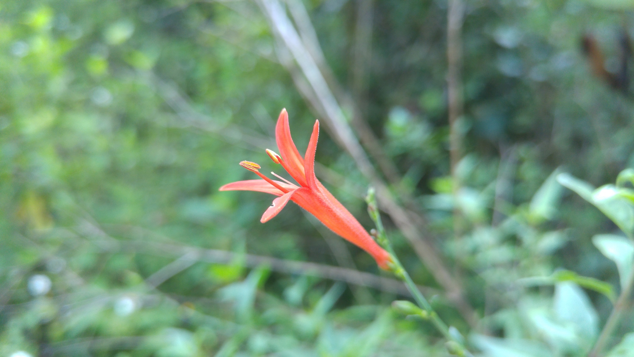 Anisacanthus quadrifidus var. wrightii