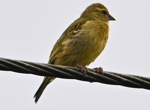 iNaturalist image