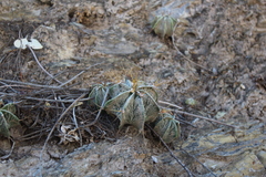 Astrophytum ornatum