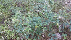 Desmodium psilophyllum