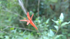 Anisacanthus quadrifidus wrightii