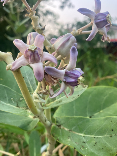 crown flower