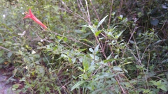 Anisacanthus quadrifidus wrightii