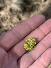 Vulpicida canadensis