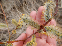 Salix irrorata