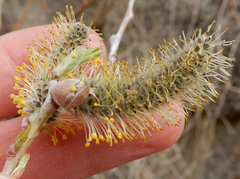 Salix irrorata