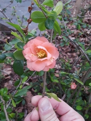 Chaenomeles × superba