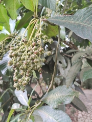 Saurauia cuatrecasana