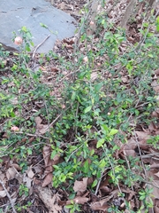 Chaenomeles × superba