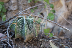 Astrophytum ornatum