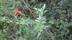 Anisacanthus quadrifidus wrightii