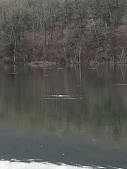 Podiceps auritus