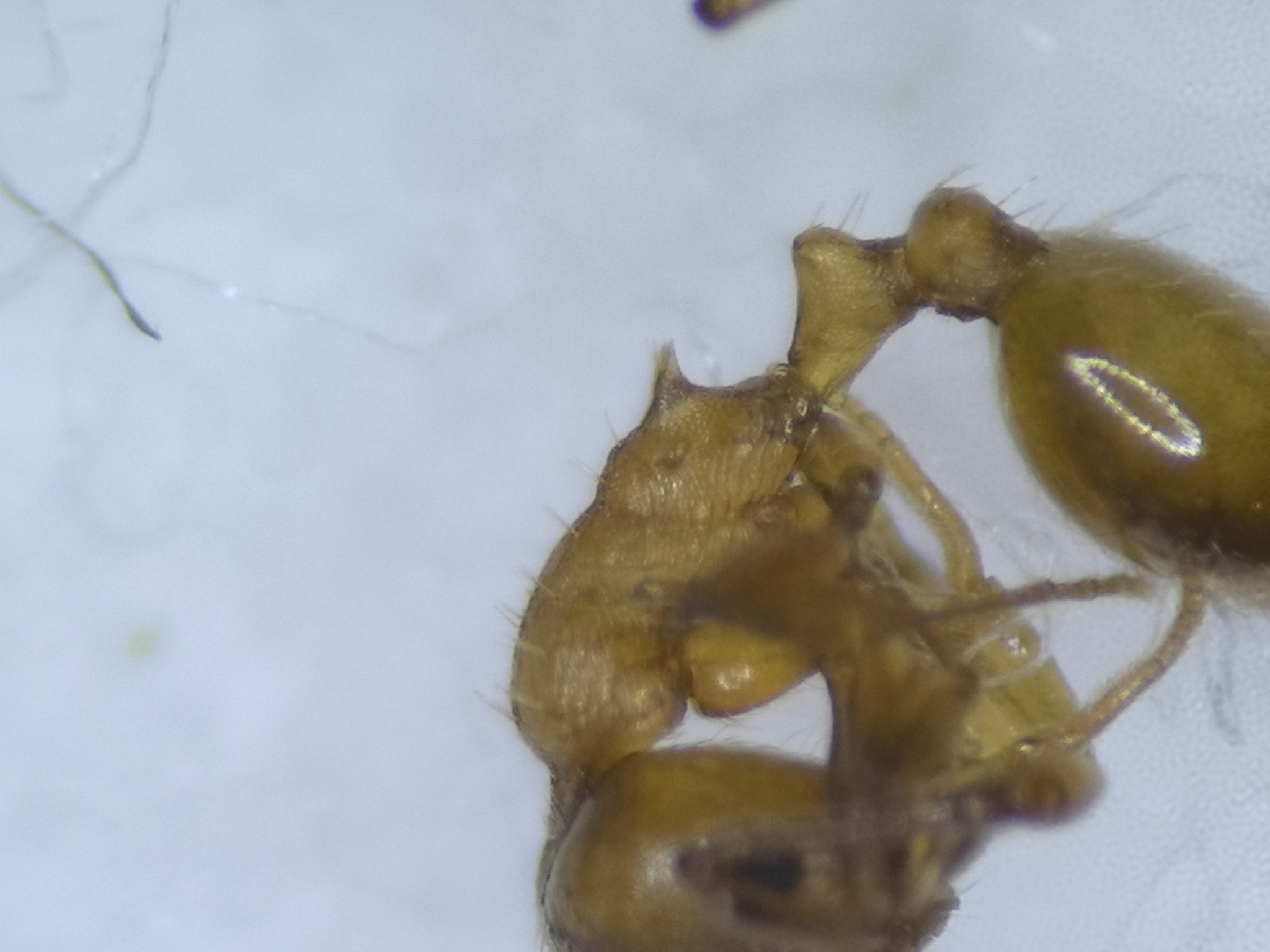 Temnothorax crasecundus