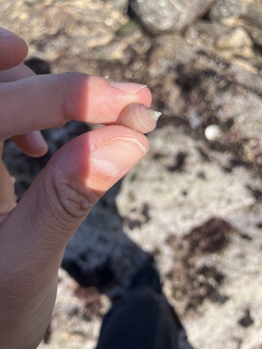Nucella lapillus